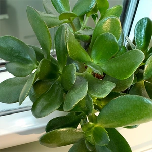 Crassula ovata (Pot Size 15cm) Jade/ Money plant - image 2