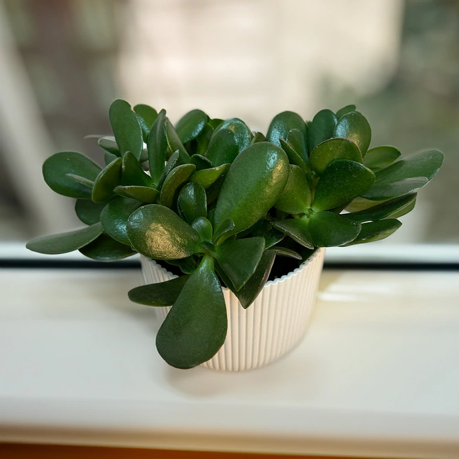 Crassula ovata (Pot Size 15cm) Jade/ Money plant - image 3