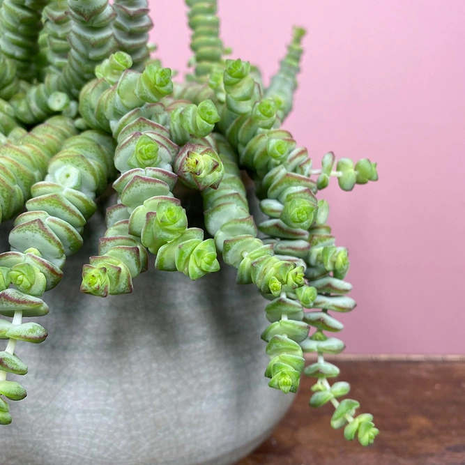 Crassula xrupestris f. marnieriana 'Hottentot' (Pot Size 14cm) Jade necklace vine - image 1