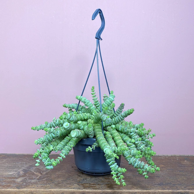 Crassula xrupestris f. marnieriana 'Hottentot' (Pot Size 14cm) Jade necklace vine - image 3