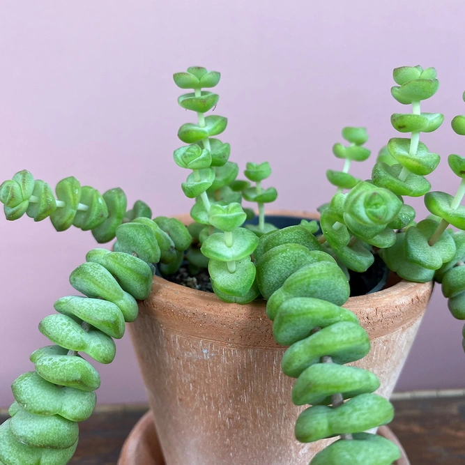 Crassula xrupestris f. marnieriana 'Hottentot' (Pot Size 6cm) Jade necklace vine - image 2