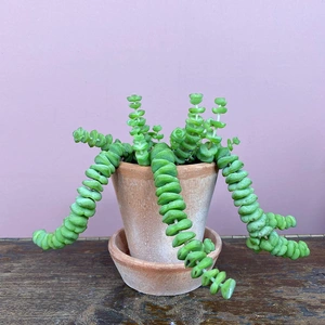 Crassula xrupestris f. marnieriana 'Hottentot' (Pot Size 6cm) Jade necklace vine - image 1