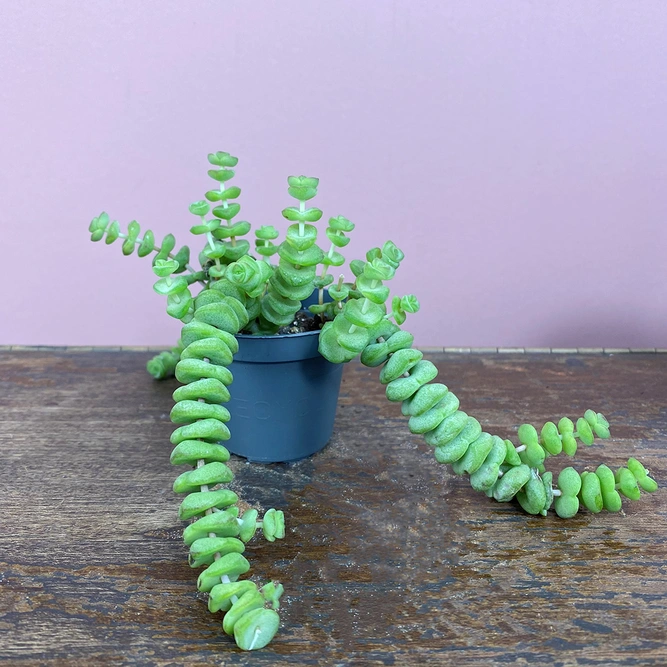 Crassula xrupestris f. marnieriana 'Hottentot' (Pot Size 6cm) Jade necklace vine - image 3