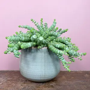 Crassula xrupestris f. marnieriana 'Hottentot' (Pot Size 6cm) Jade necklace vine - image 2