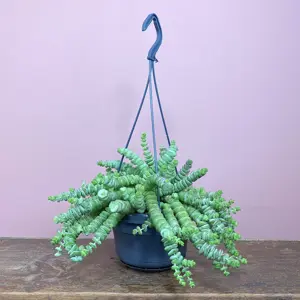 Crassula xrupestris f. marnieriana 'Hottentot' (Pot Size 6cm) Jade necklace vine - image 3