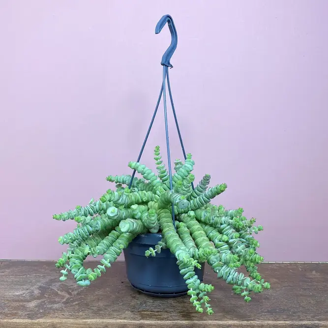 Crassula xrupestris f. marnieriana 'Hottentot' (Pot Size 6cm) Jade necklace vine - image 6