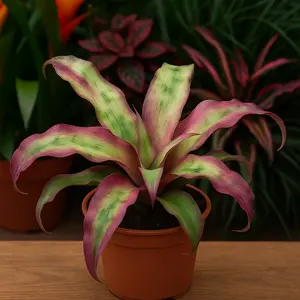 Cryptanthus bivittatus – Earth Star (Pot Size 9cm) Bromeliad - image 1