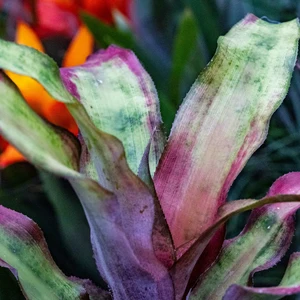 Cryptanthus bivittatus – Earth Star (Pot Size 9cm) Bromeliad - image 2