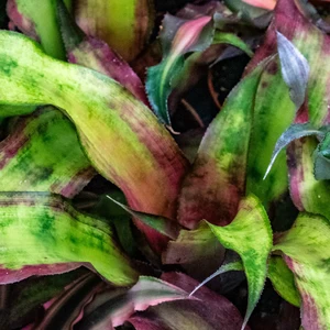 Cryptanthus bivittatus – Earth Star (Pot Size 9cm) Bromeliad - image 3