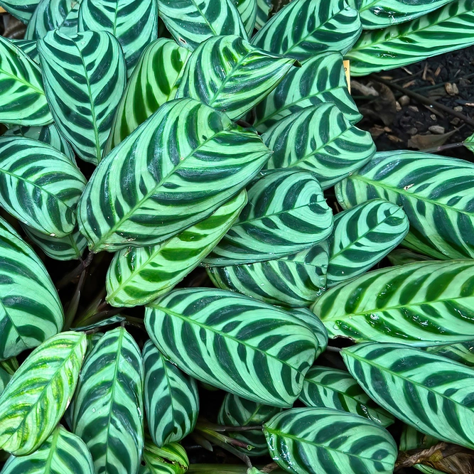 Ctenanthe Burle Marxii (Pot Size 12cm) Brazillian Fish Bone Prayer Plant