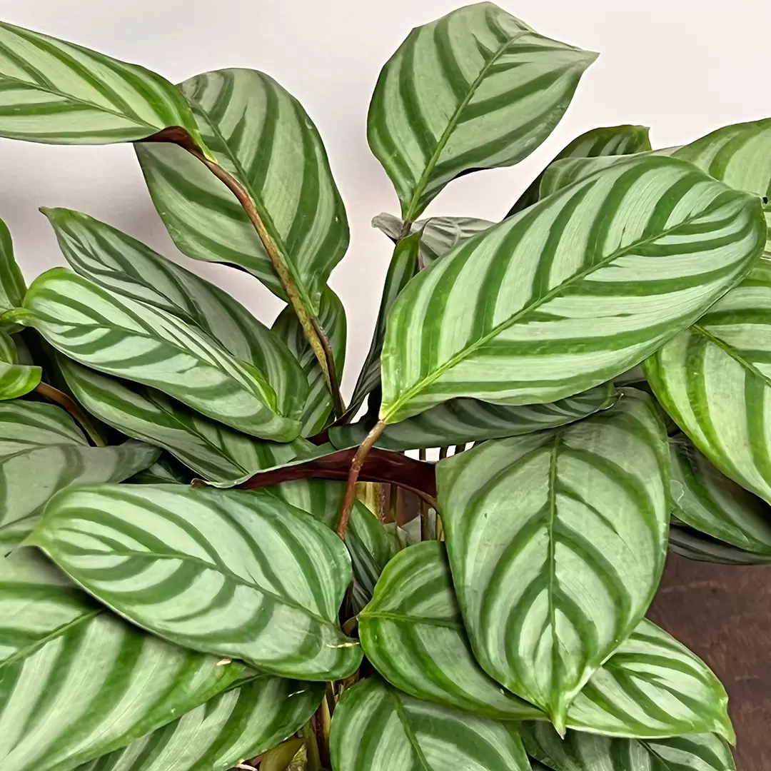 Calathea Setosa for Delivery, Prayer Plants