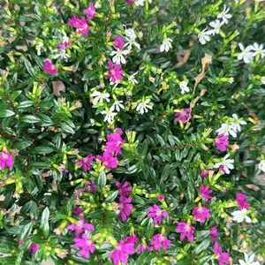 Cuphea hyssopifolia (Pot Size 13cm) False Heather - image 2