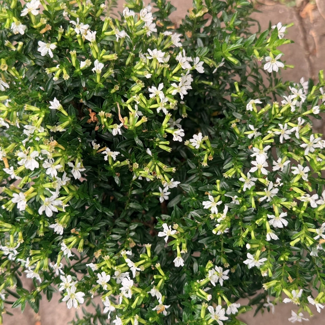 Cuphea hyssopifolia (Pot Size 13cm) False Heather - image 3