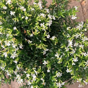 Cuphea hyssopifolia (Pot Size 13cm) False Heather - image 3