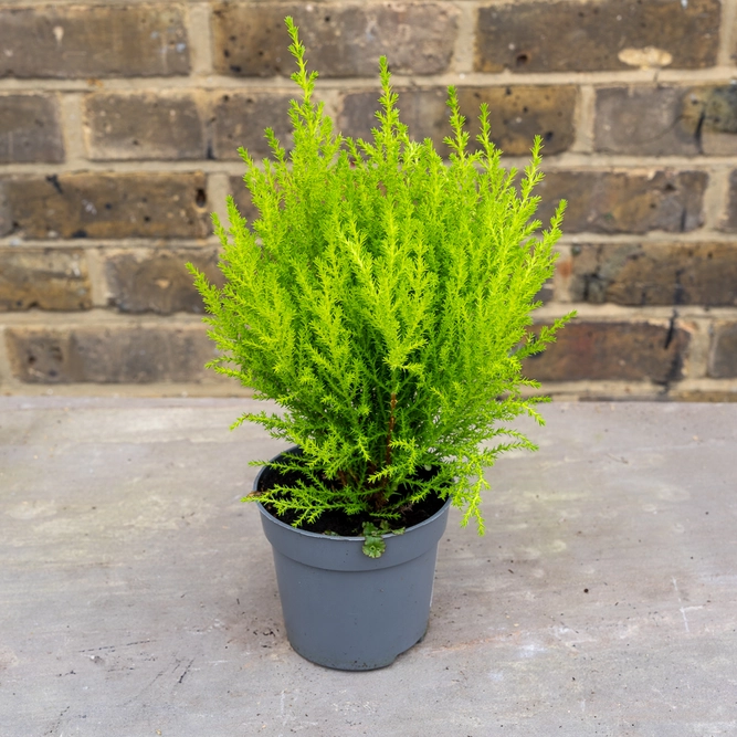 Cupressus 'Goldcrest Wilma' (Pot Size 12cm) Lemon Cypress - image 4