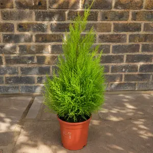 Cupressus 'Goldcrest Wilma' (Pot Size 14cm) Lemon Cypress - image 1