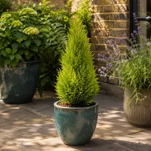 Cupressus 'Goldcrest Wilma' (Pot Size 14cm) Lemon Cypress - image 2