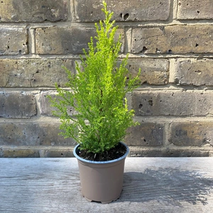 Cupressus macrocarpa 'Goldcrest' (Pot Size 11cm) - Golden Monterey Cypress - image 1