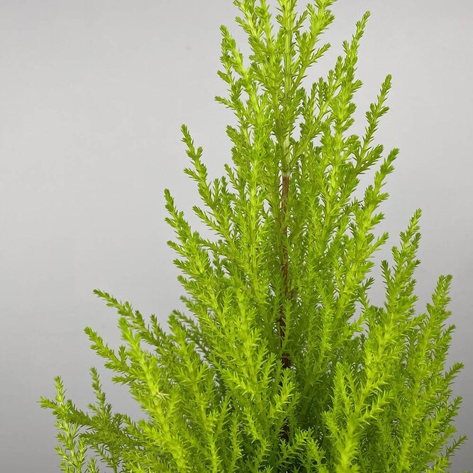 Cupressus macrocarpa 'Wilma' (Pot Size 14cm) - Monterey Cypress - image 1