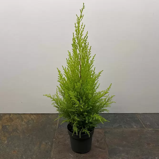Cupressus macrocarpa 'Wilma' (Pot Size 14cm) - Monterey Cypress - image 2