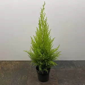 Cupressus macrocarpa 'Wilma' (Pot Size 14cm) - Monterey Cypress - image 2