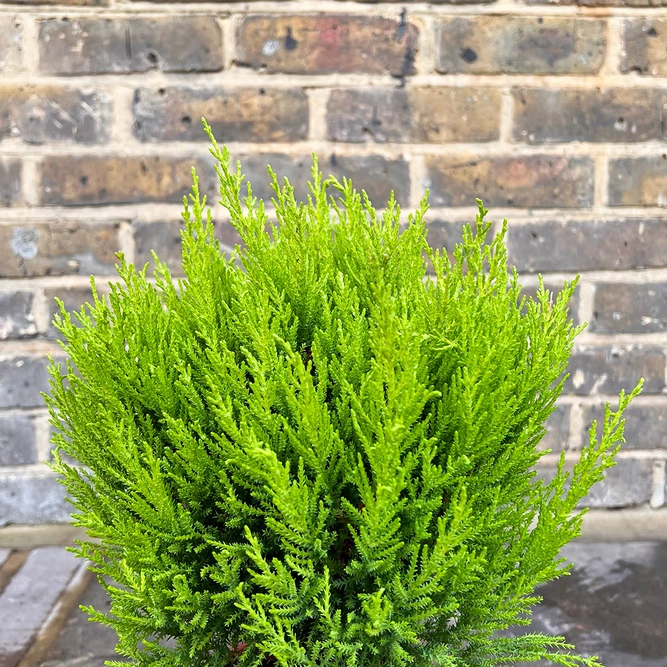 Cupressus 'Wilma Ball' (Pot Size 14cm) - image 2