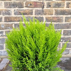 Cupressus 'Wilma Ball' (Pot Size 14cm) - image 2