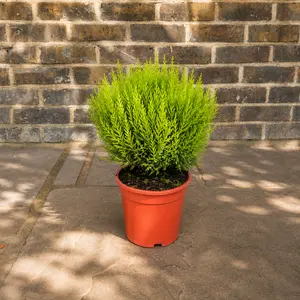 Cupressus 'Wilma Ball'