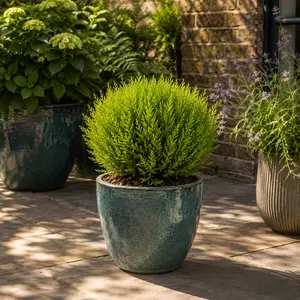 Cupressus 'Wilma Ball' (Pot Size 14cm) - image 3