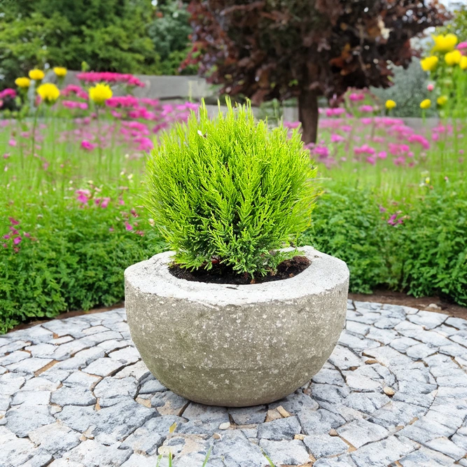 Cupressus 'Wilma Ball' (Pot Diameter 17cm) - image 5