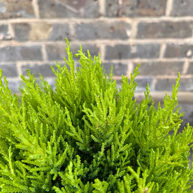 Cupressus 'Wilma Ball' (Pot Diameter 17cm) - image 4