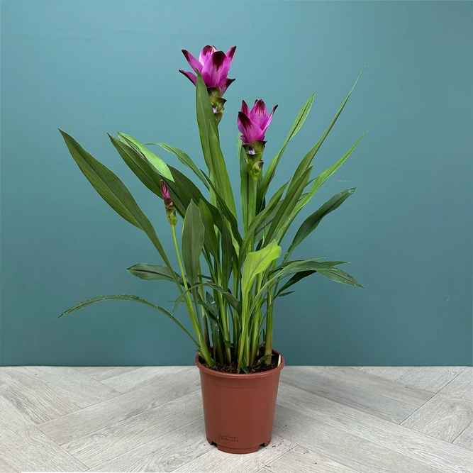 Curcuma 'Siam Splash' (Pot Size 15cm) Siam Tulip - image 2