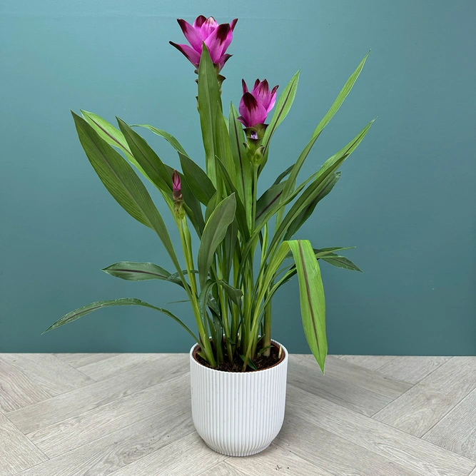 Curcuma 'Siam Splash' (Pot Size 15cm) Siam Tulip - image 7