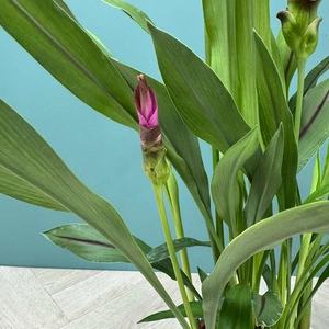 Curcuma 'Siam Splash' (Pot Size 15cm) Siam Tulip - image 9