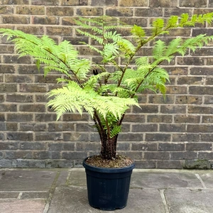 Cyathea cooperi (Pot Size 20L) Australian Tree Fern - image 1