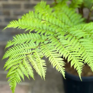 Cyathea cooperi (Pot Size 20L) Australian Tree Fern - image 2