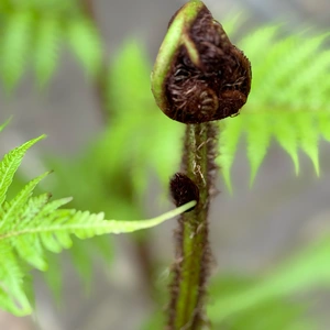 Cyathea cooperi (Pot Size 20L) Australian Tree Fern - image 3