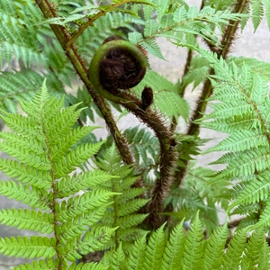 Cyathea cooperi (Pot Size 20L) Australian Tree Fern - image 4