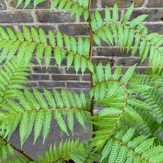 Cyathea cooperi (Pot Size 20L) Australian Tree Fern - image 5