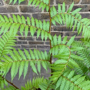 Cyathea cooperi (Pot Size 20L) Australian Tree Fern - image 5