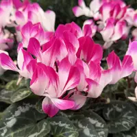 Cyclamen