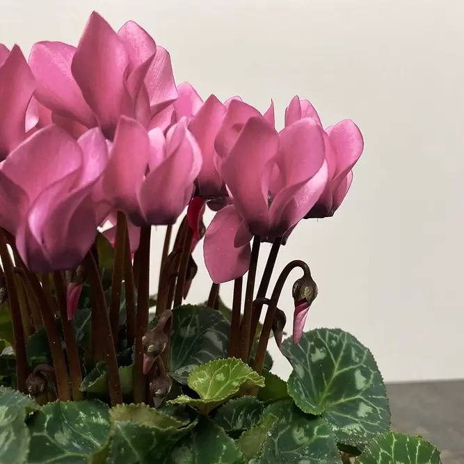 Cyclamen Compact 'Light Pink' (Pot Size 10.5cm) - Persian Cyclamen - image 1