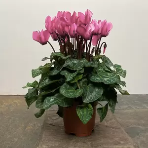 Cyclamen Compact 'Light Pink' (Pot Size 10.5cm) - Persian Cyclamen - image 2