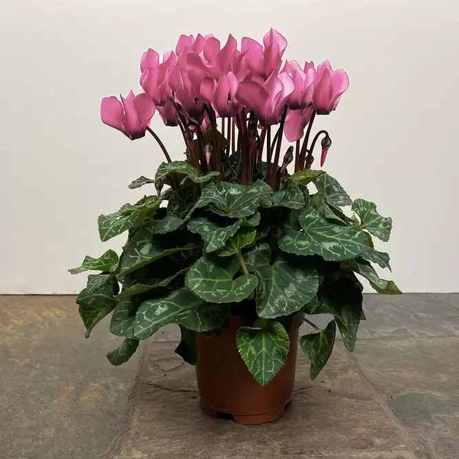 Cyclamen Compact 'Pink' (Pot Size 10.5cm) - Persian Cyclamen - image 2