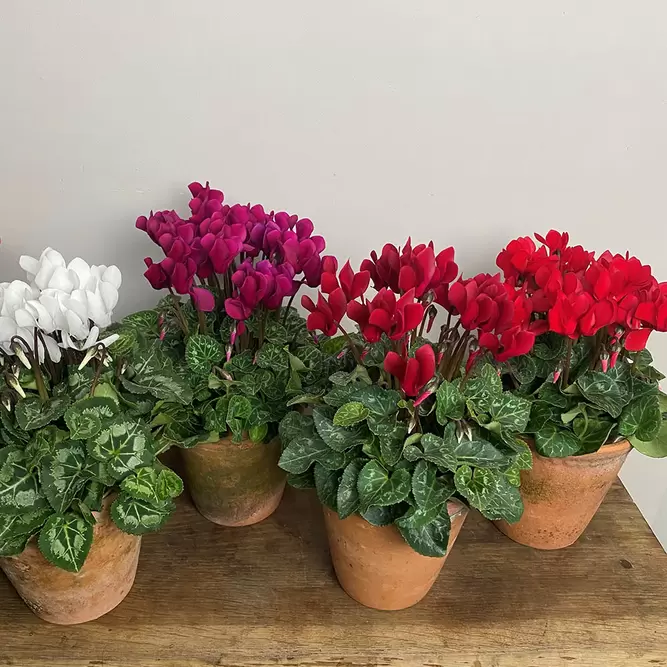 Cyclamen Compact 'Pink' (Pot Size 10.5cm) - Persian Cyclamen - image 4