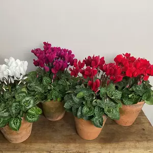 Cyclamen Compact 'Pink' (Pot Size 10.5cm) - Persian Cyclamen - image 4