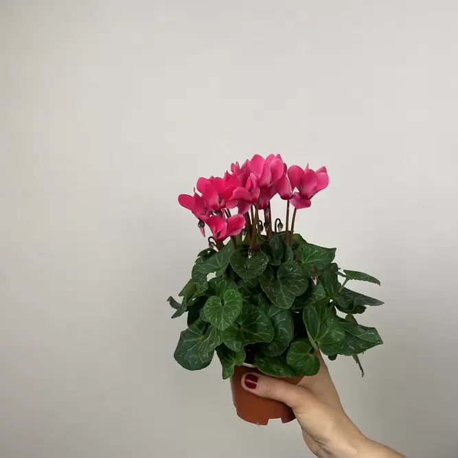 Cyclamen Compact 'Pink' (Pot Size 10.5cm) - Persian Cyclamen - image 3