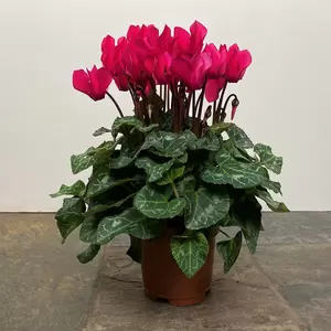 Cyclamen Compact 'Pink' (Pot Size 10.5cm) - Persian Pink Cyclamen - image 2