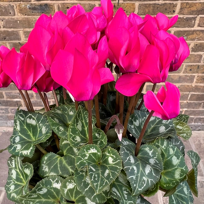 Cyclamen Compact 'Pink' (Pot Size 10.5cm) - Persian Pink Cyclamen - image 4