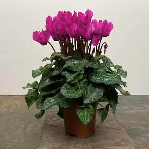 Cyclamen Compact 'Purple' (Pot Size 10.5cm) - Persian Cyclamen - image 5